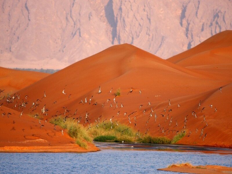 Birds Flying over Desert — Orange