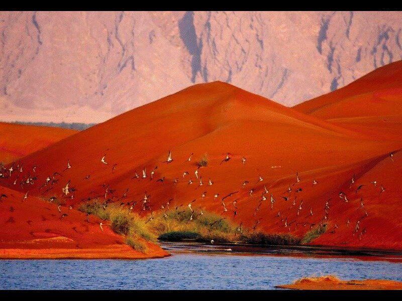 Birds Flying over Desert