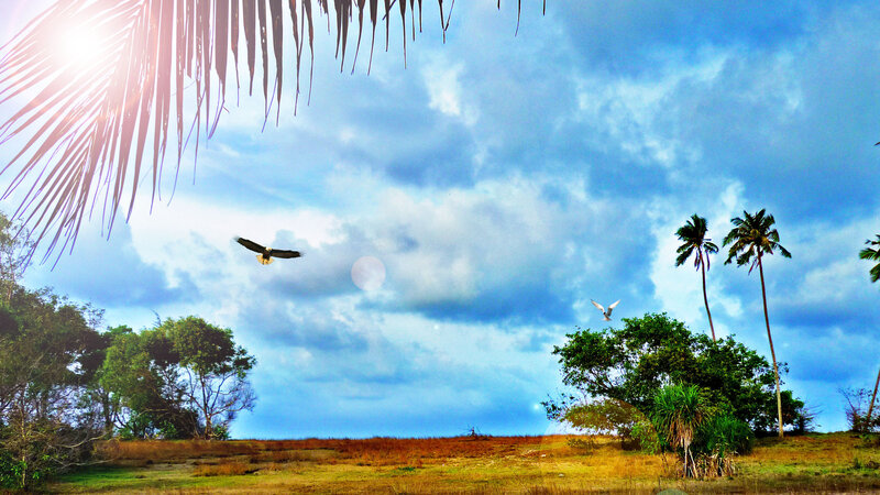 Birds Flying over Field — Blue