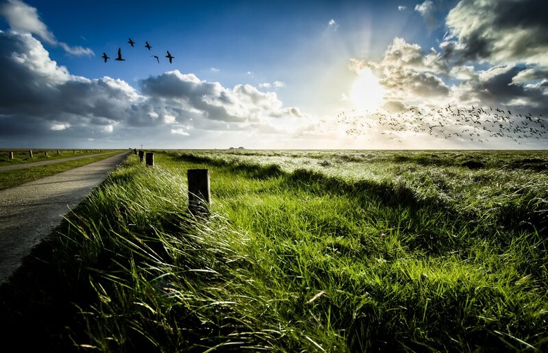Birds Flying over Field — Green
