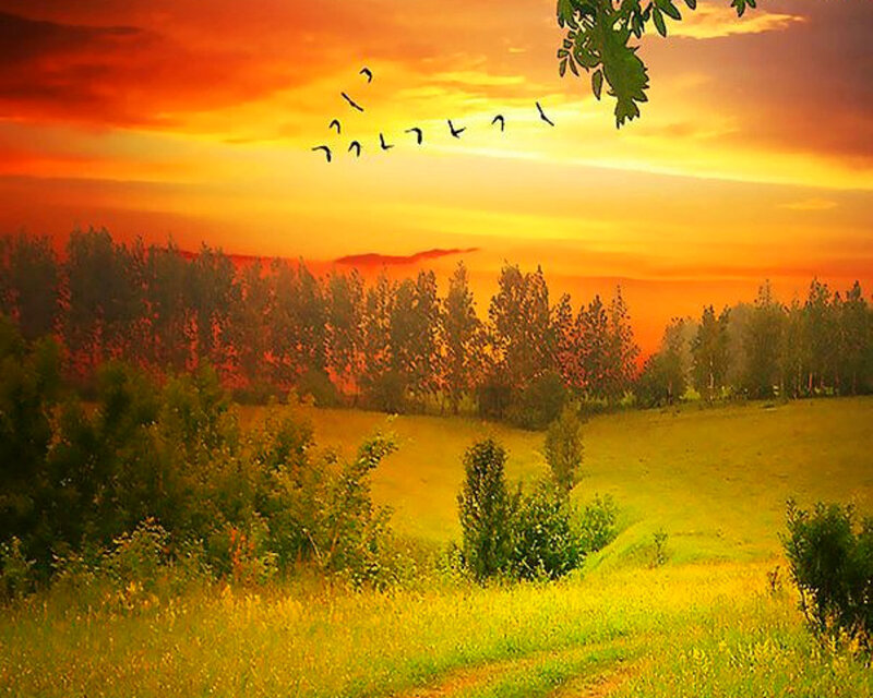 Birds Flying over Field — Orange