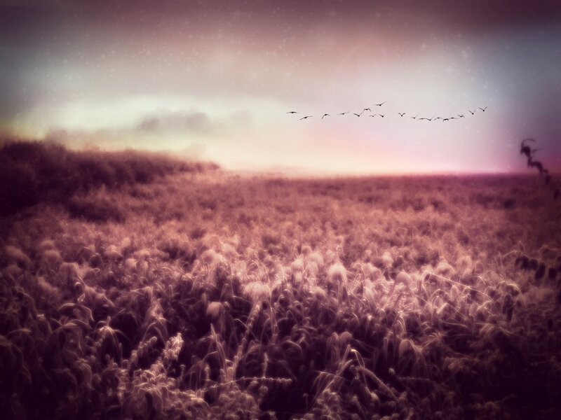 Birds Flying over Field — Purple