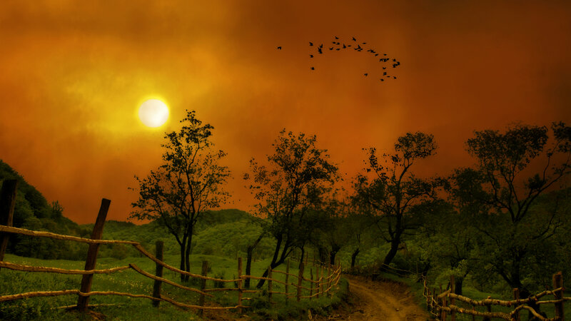 Birds Flying over Field