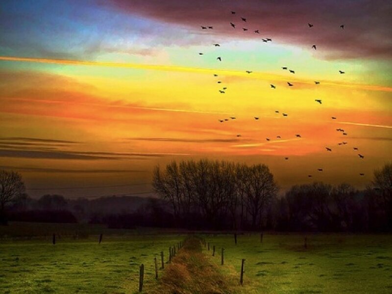 Birds Flying over Field — Yellow