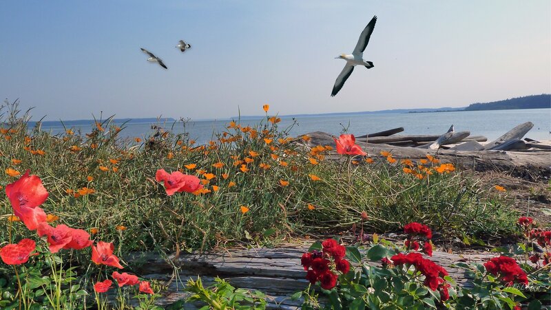 Birds Flying over Flowers — Red
