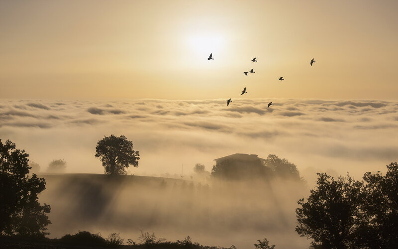 Birds Flying over Fog