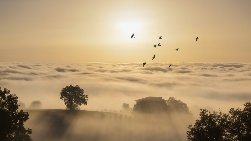 Birds Flying over Fog — Yellow