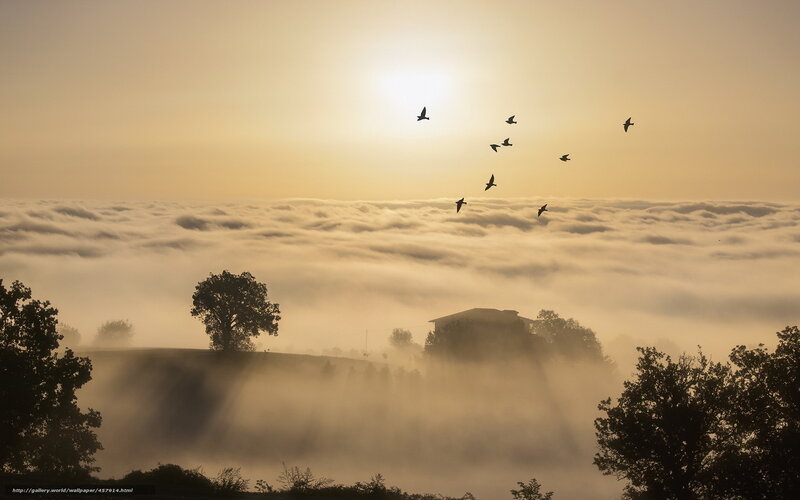Birds flying over foggy landscape