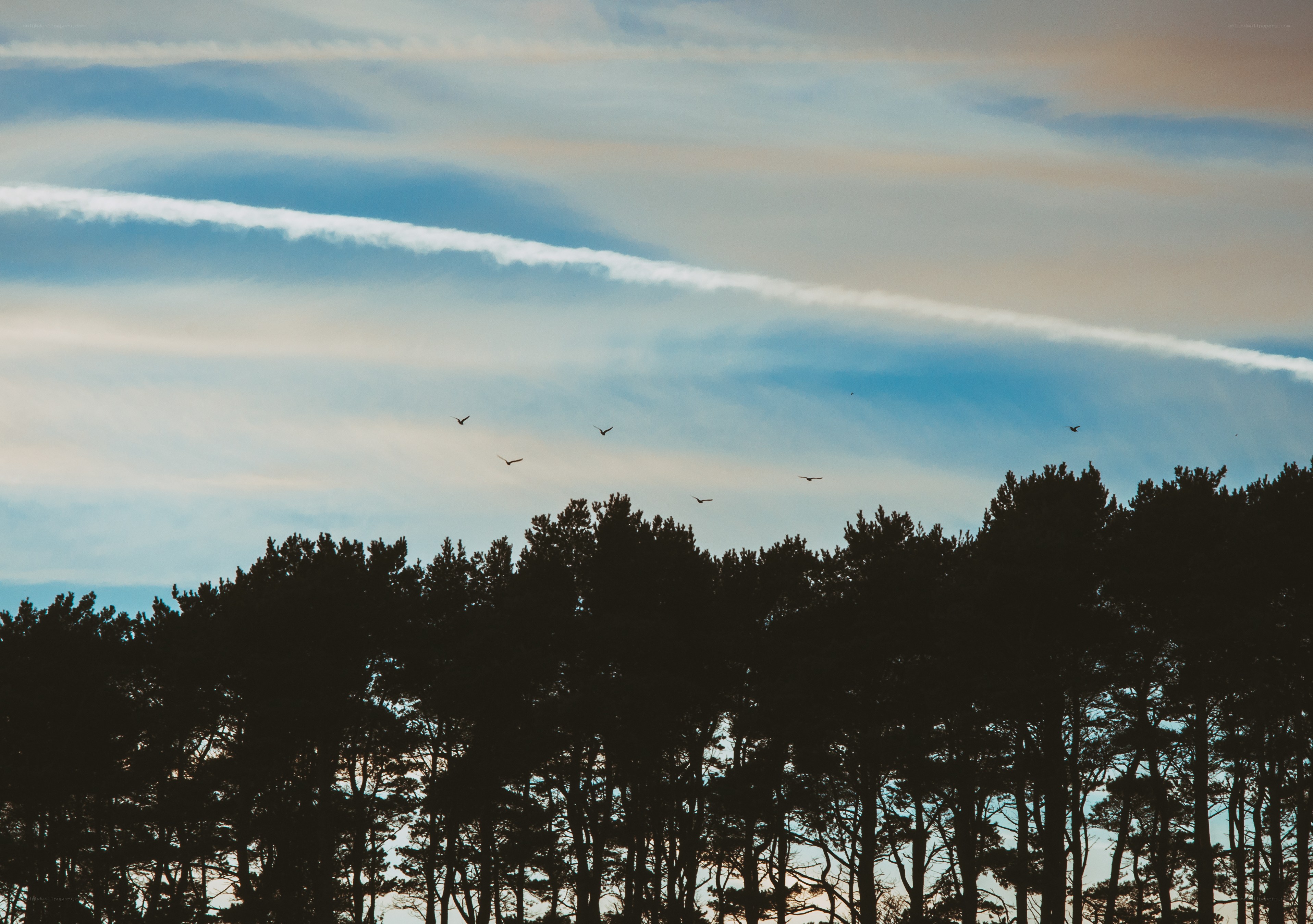 Birds flying over forest silhouette