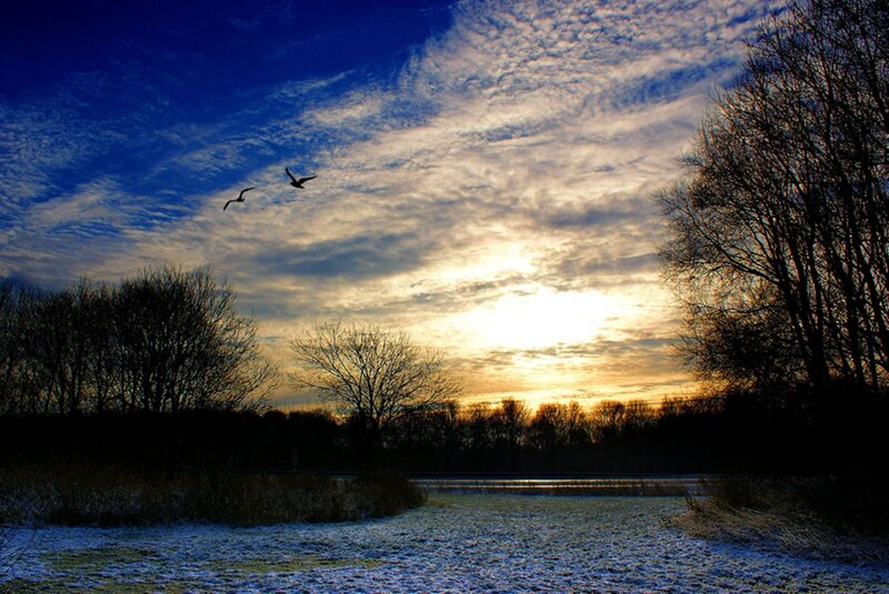 Birds Flying over Frozen Lake