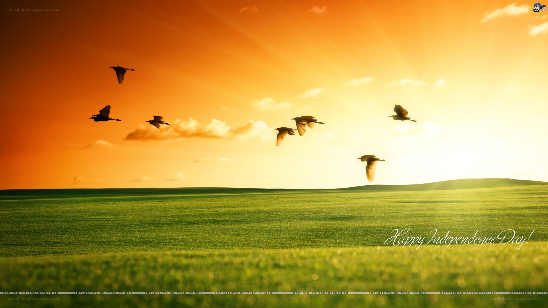 Birds flying over green field