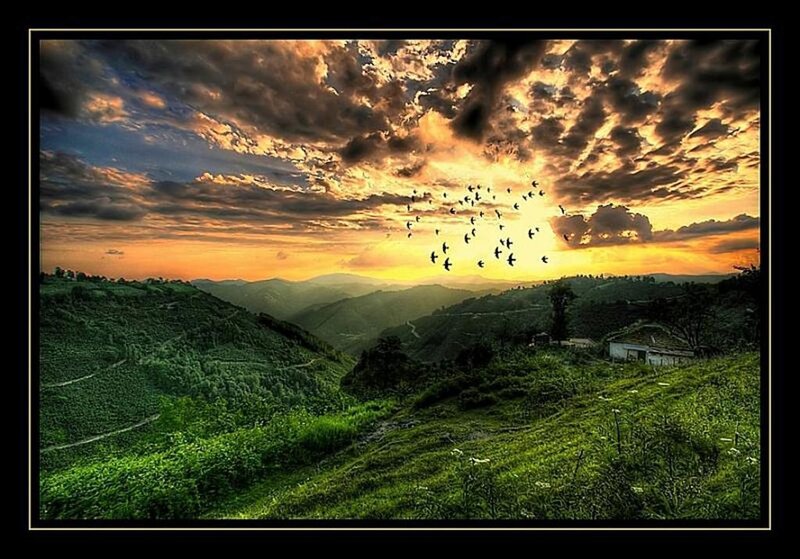 Birds flying over green hills at sunset