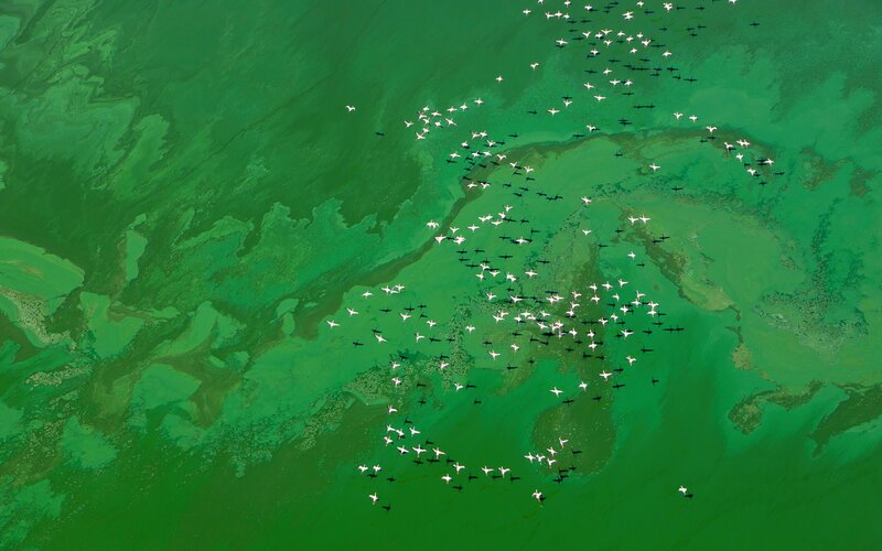 Birds flying over green water