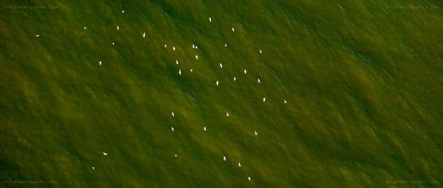 birds flying over green water