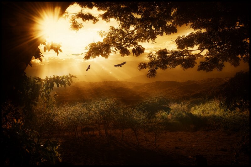 Birds Flying over Hills — Gold