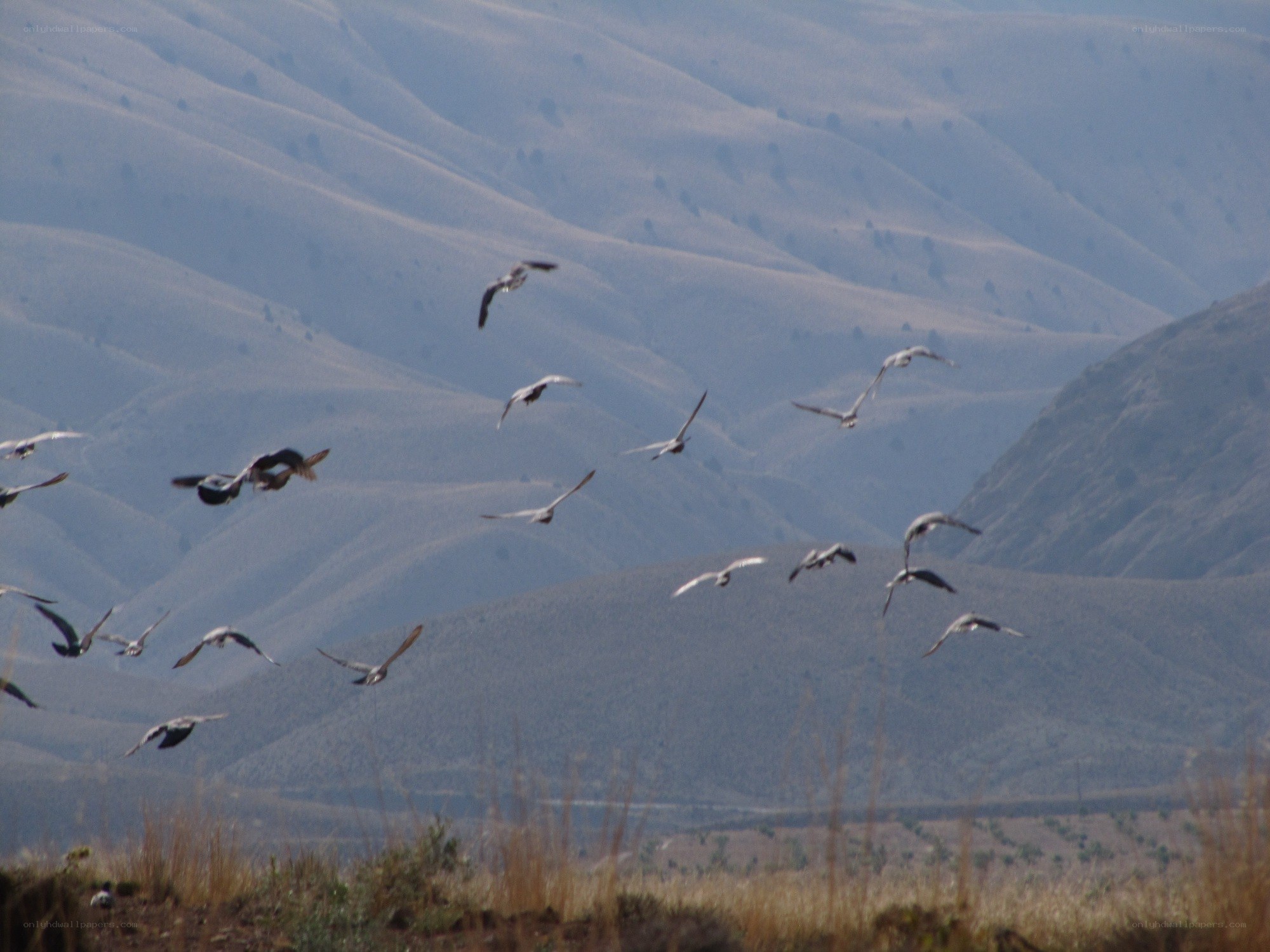 Birds flying over hills