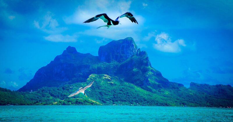 Birds Flying over Island — Blue