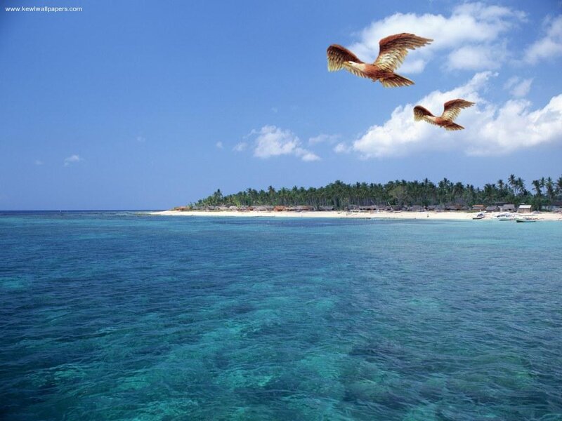 Birds Flying over Island