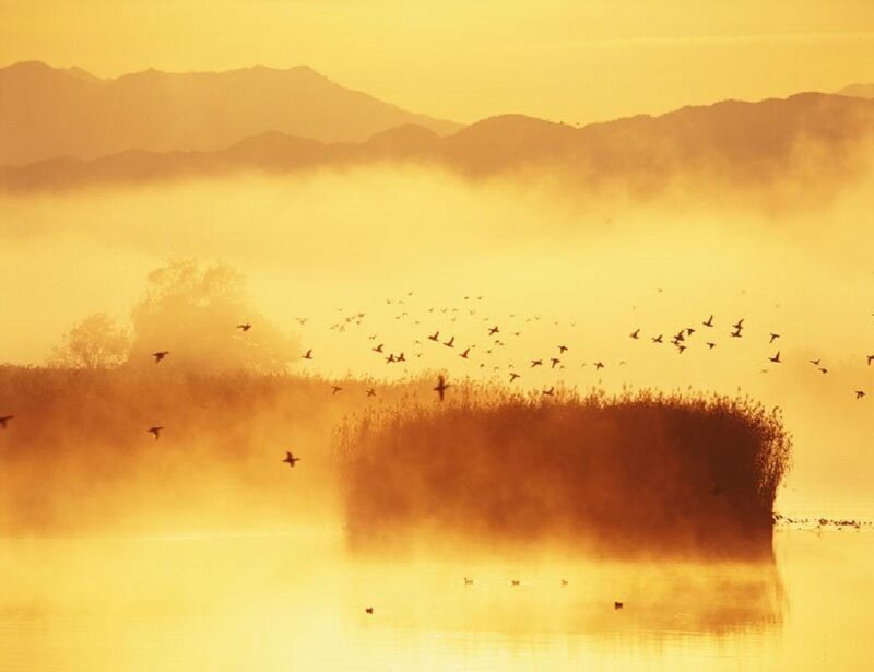 Birds Flying over Lake — Yellow, Serene, Sunrise