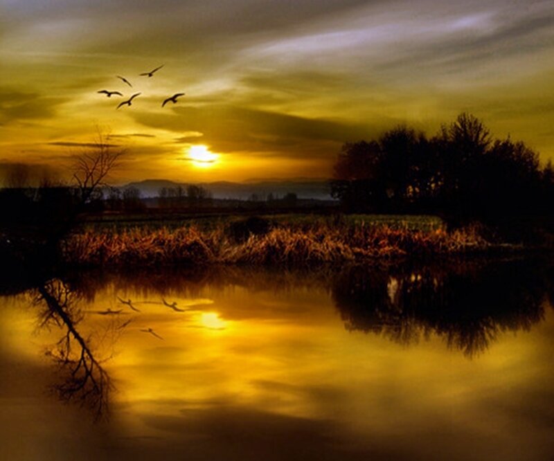 Birds Flying over Lake — Yellow