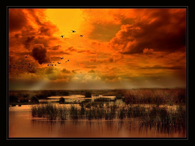 Birds Flying over Marsh — Orange, Dramatic