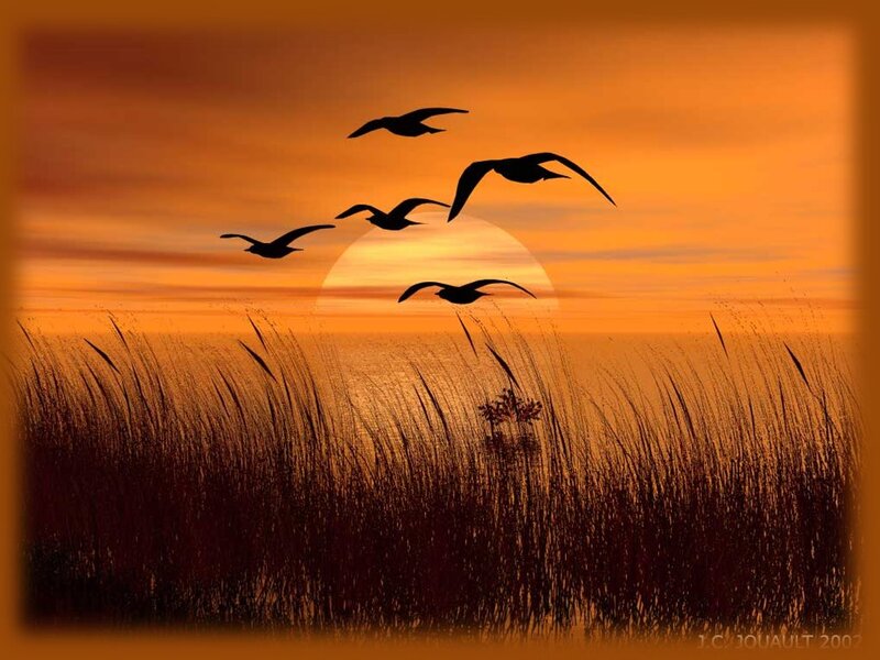 Birds Flying over Marsh — Orange