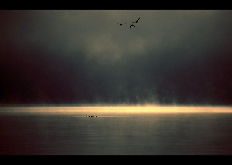 Birds flying over misty lake