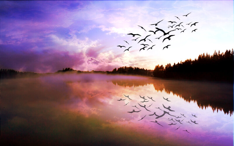 Birds flying over misty lake