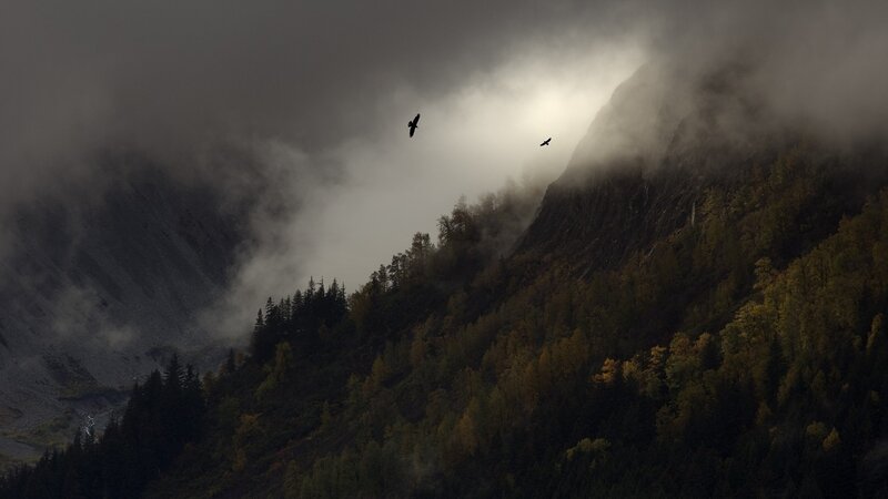 Birds Flying over Mountains — Gray