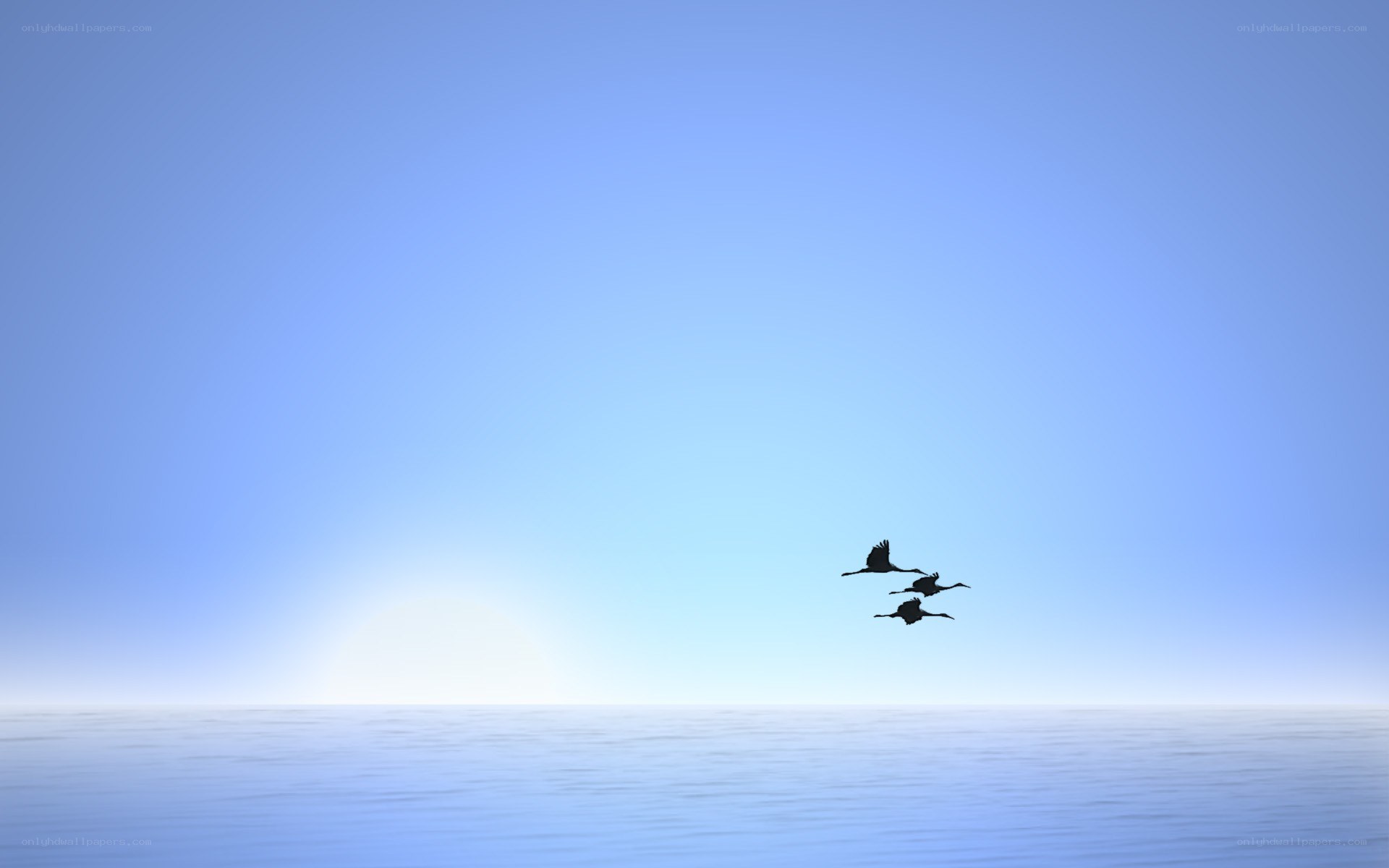 birds flying over ocean
