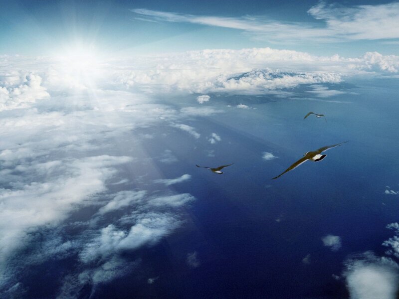 Birds flying over ocean