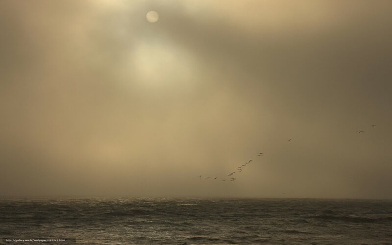 Birds Flying over Ocean — Gray
