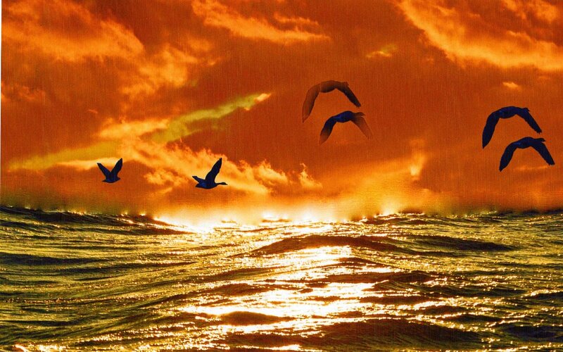 Birds Flying over Ocean — Orange, Dramatic