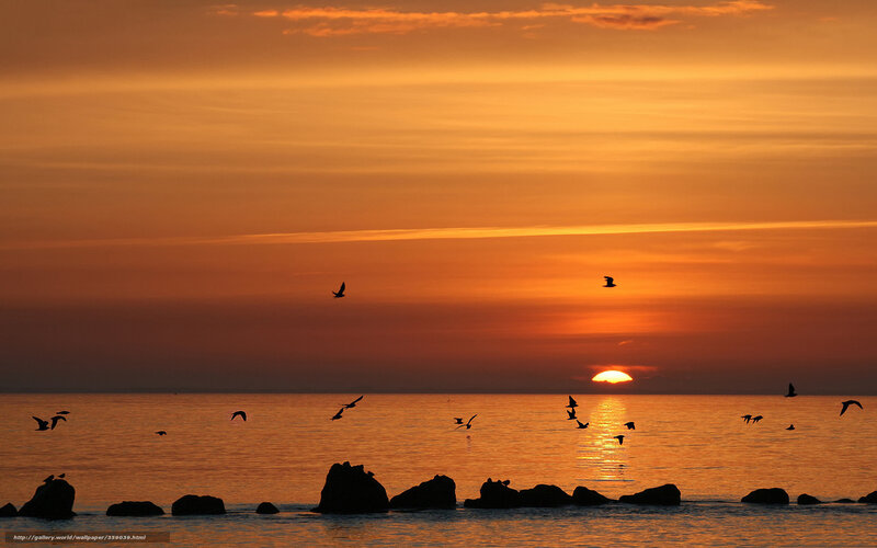 Birds Flying over Ocean — Orange, Serene, Sunset, Photograph