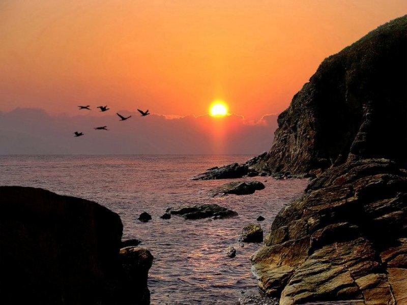 Birds Flying over Ocean — Orange, Serene
