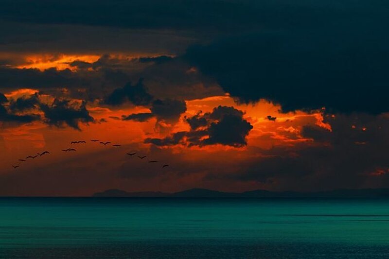 Birds Flying over Ocean — Orange