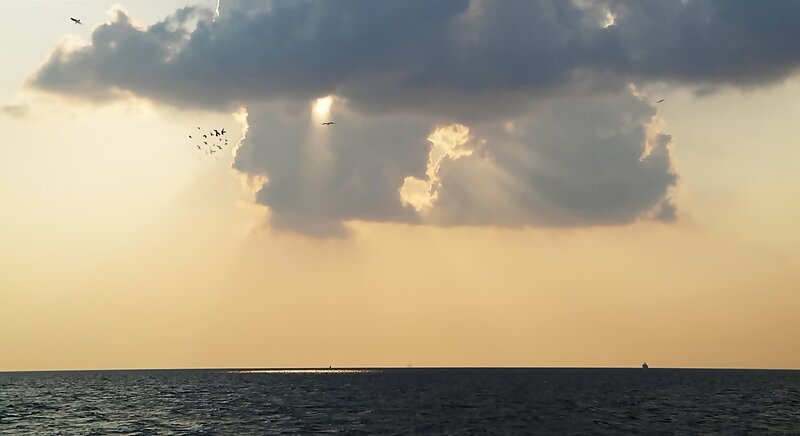 Birds Flying over Ocean — Yellow, Dramatic