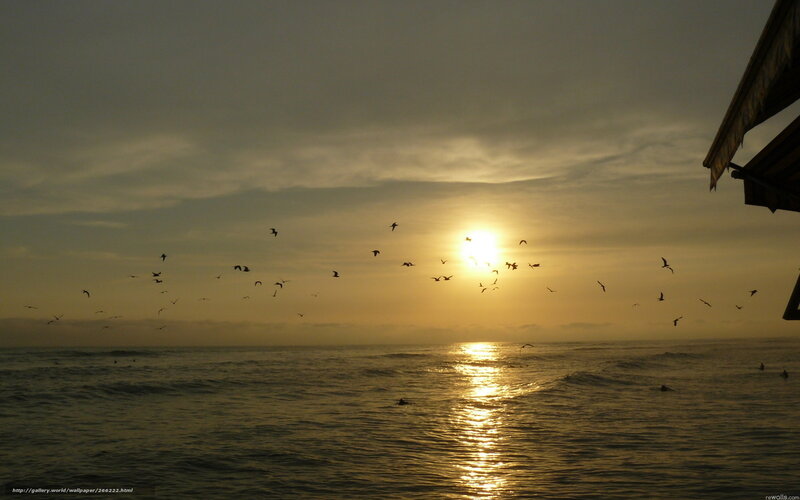Birds Flying over Ocean — Yellow, Serene
