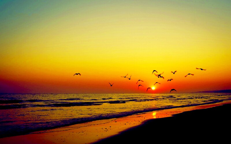 Birds Flying over Ocean — Yellow