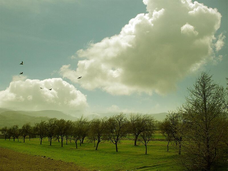 Birds Flying over Orchard