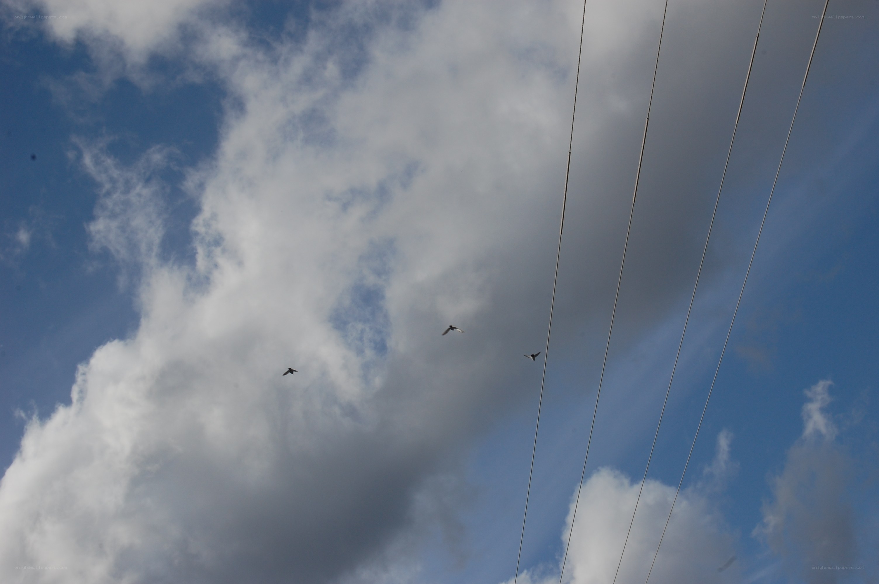 Birds flying over power lines