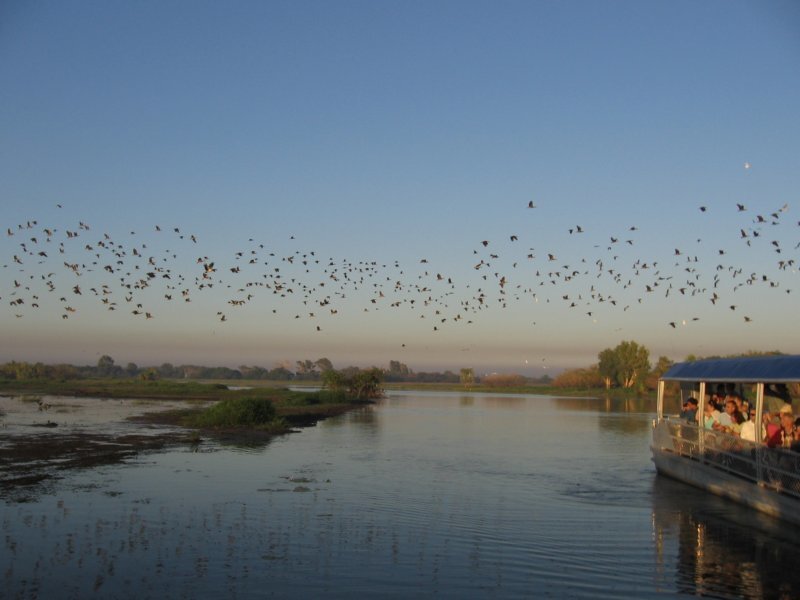 Birds Flying over River — Blue