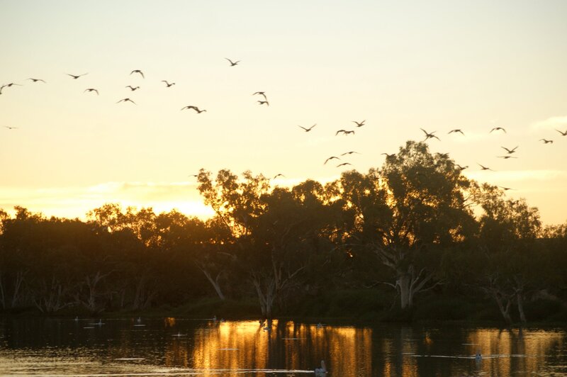 Birds Flying over River — Gold