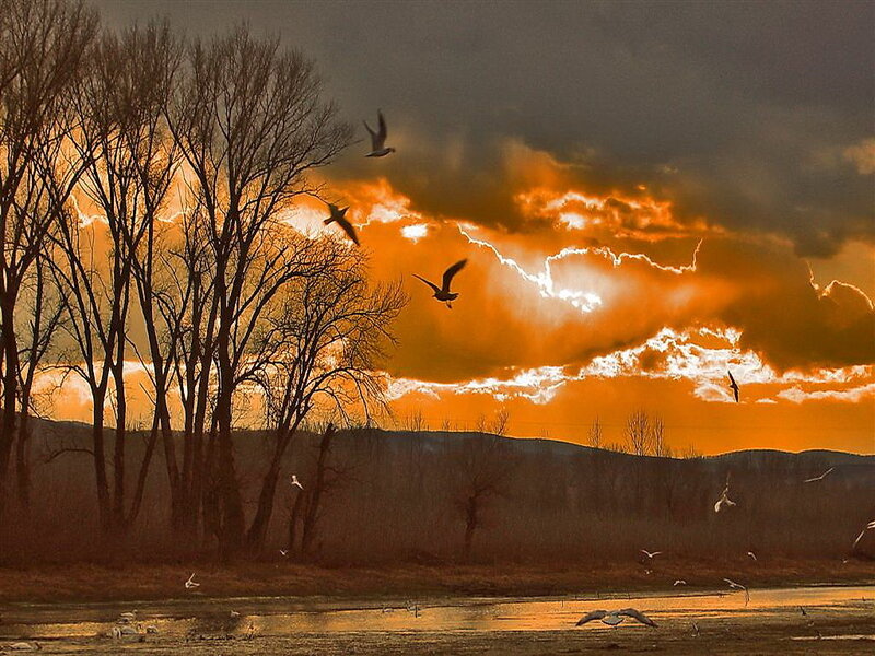 Birds Flying over River