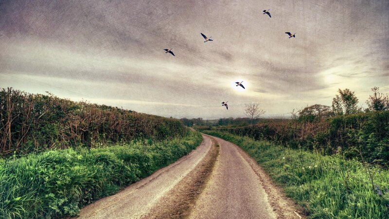 Birds Flying over Road — Green
