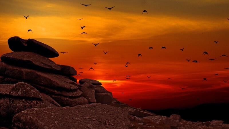 Birds Flying over Rocks