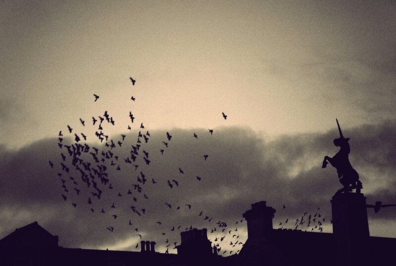 Birds flying over rooftops
