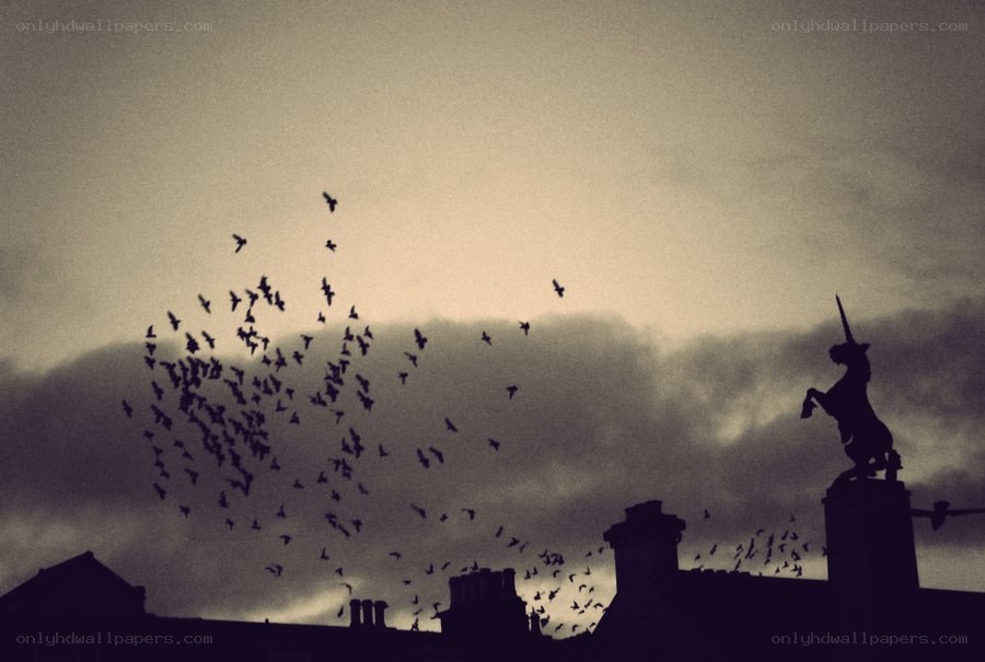 Birds flying over rooftops