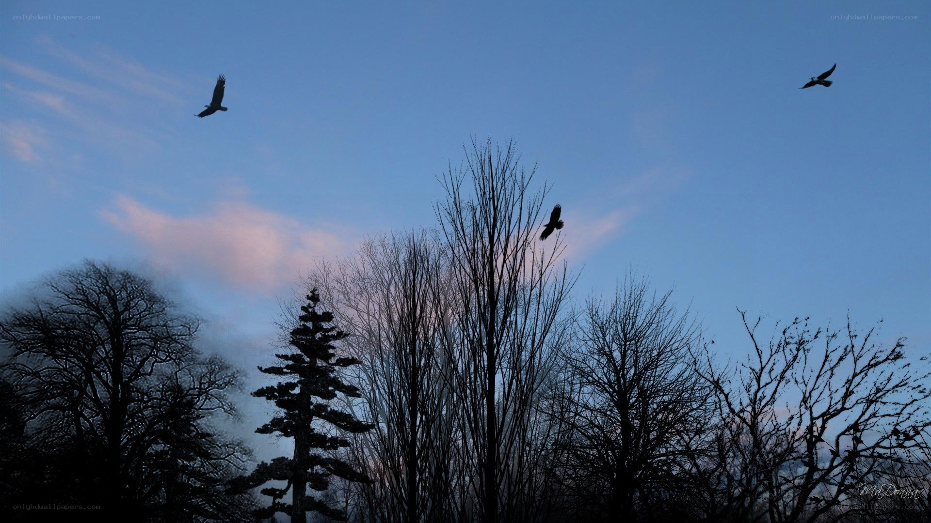 Birds flying over silhouetted trees