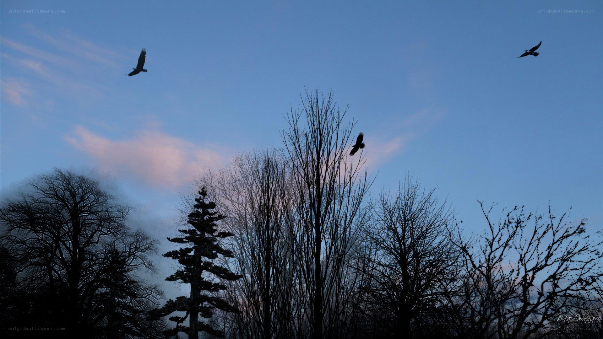 Birds flying over silhouetted trees